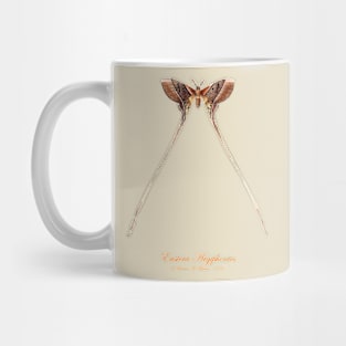 Moth - Eustera Argiphontes, Eudaemonia Argiphontes Mug